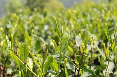 How Tea Is Produced in China How Tea Is Produced in China