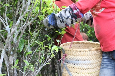 How Tea Is Produced in China How Tea Is Produced in China