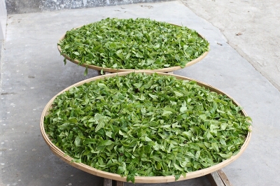 How Tea Is Produced in China How Tea Is Produced in China