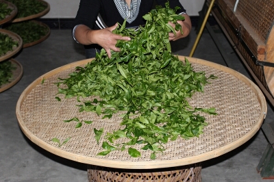 How Tea Is Produced in China How Tea Is Produced in China